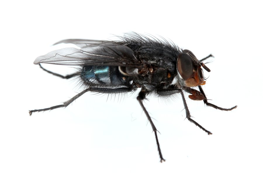 Fly in Spanish | English to Spanish Translation - SpanishDictionary.com