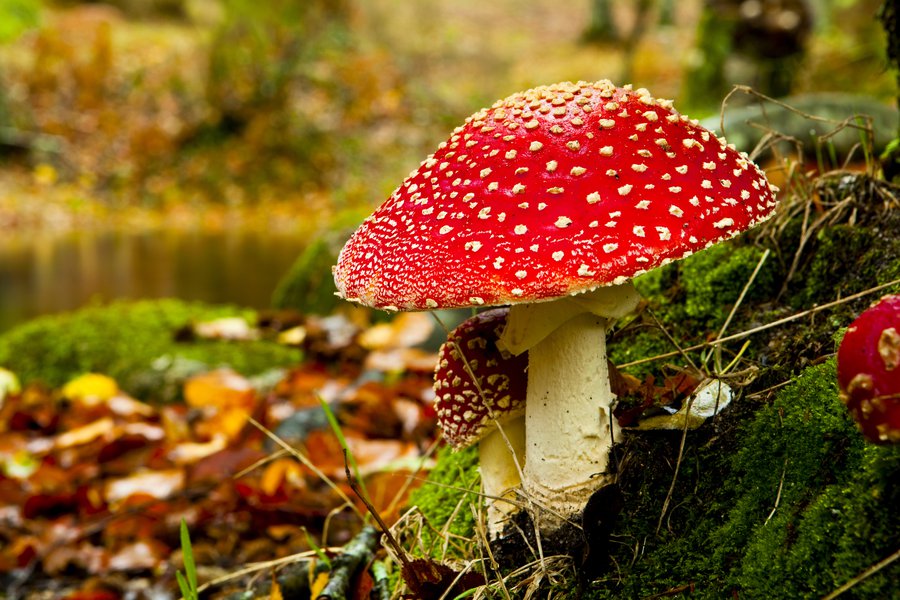 Mushroom in Spanish English to Spanish Translation