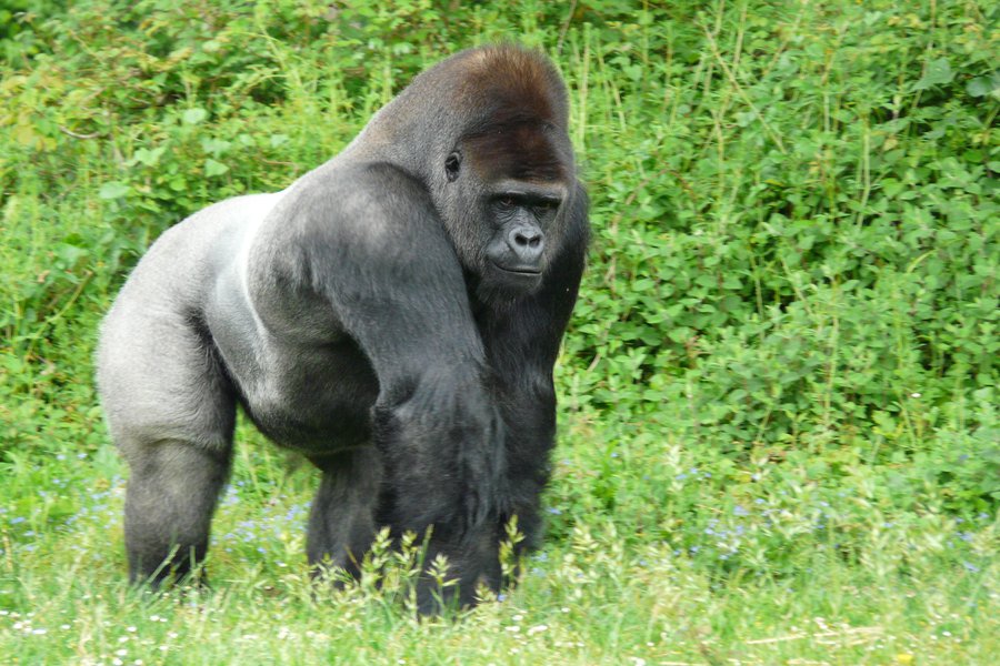 La gorila Spanish to English Translation