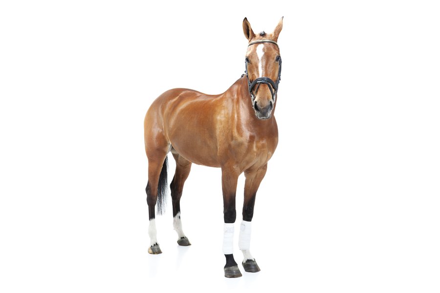 Horse Traductor de inglés a español