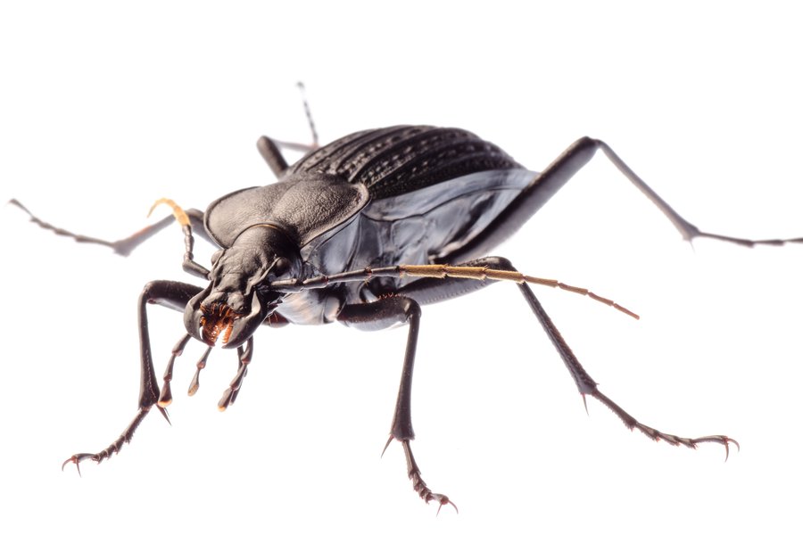 Insentos en inglés Traductor de español a inglés