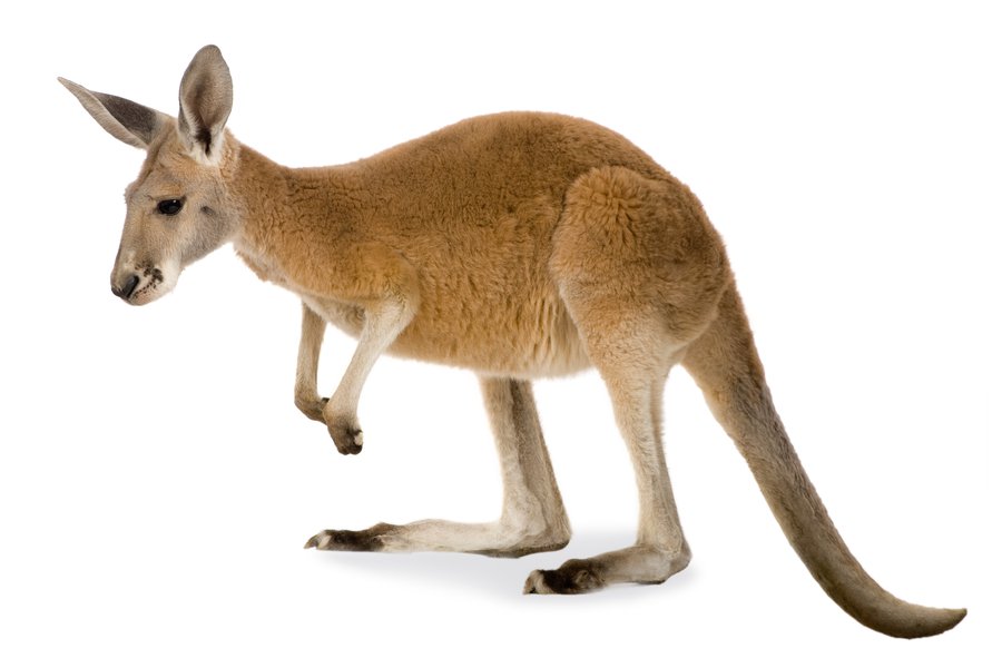 Los canguros Spanish to English Translation