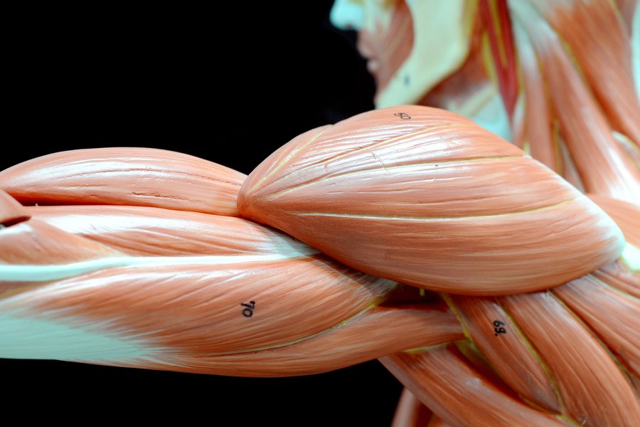 Myuscula en inglés Traductor de español a inglés