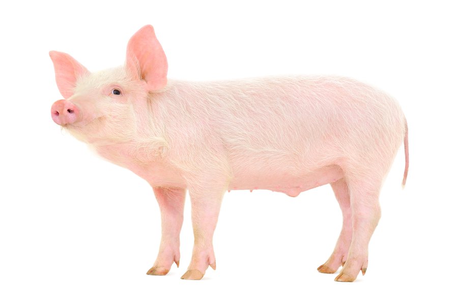 Cerdo | Spanish to English Translation - SpanishDictionary.com