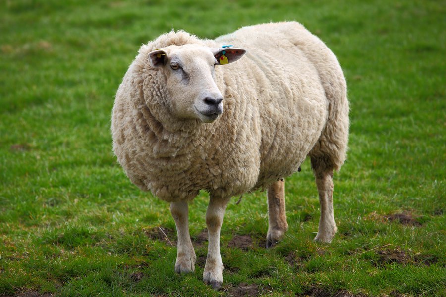 Sheep in Spanish English to Spanish Translation