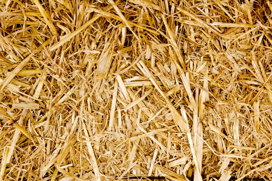 Paja Spanish to English Translation