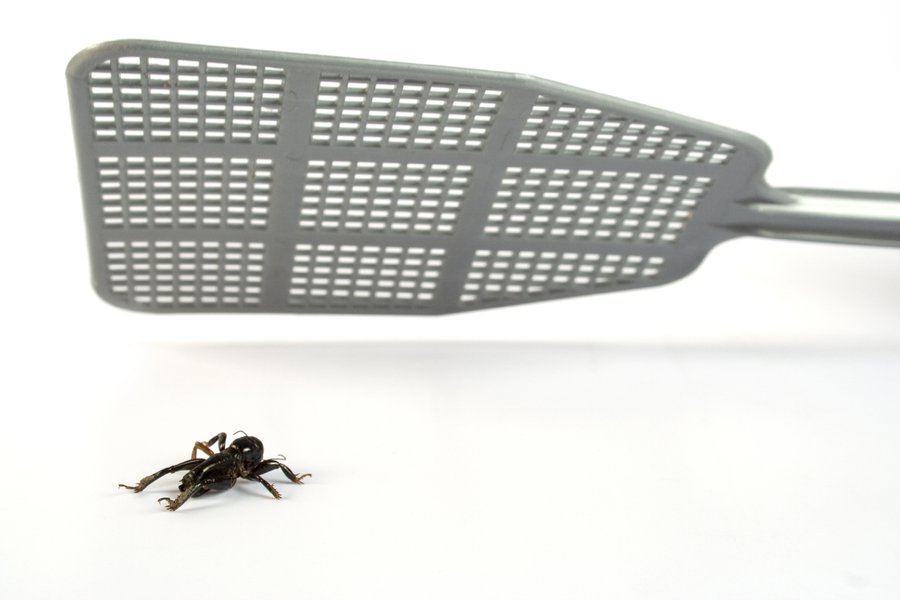 Killed in Spanish English to Spanish Translation