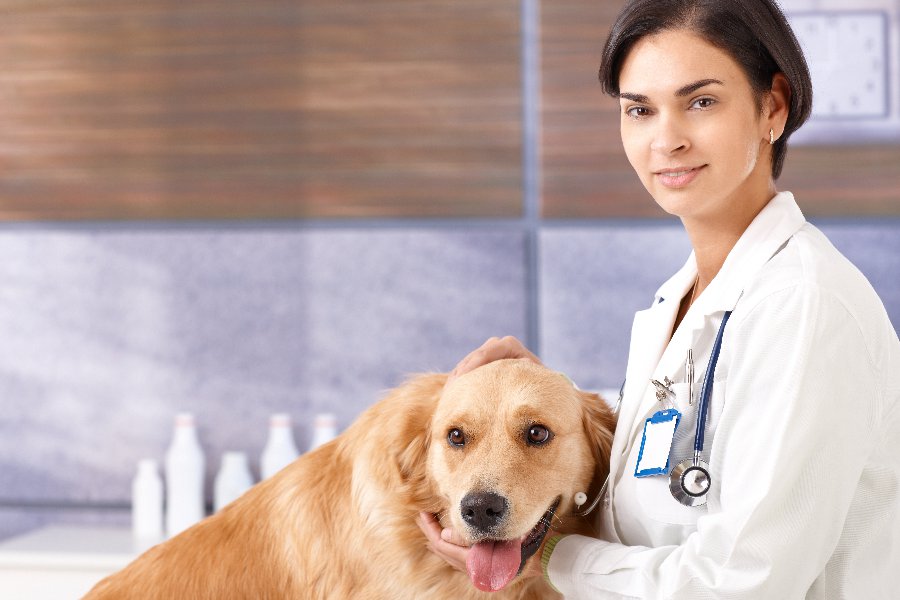 Veterinarian in Spanish English to Spanish Translation