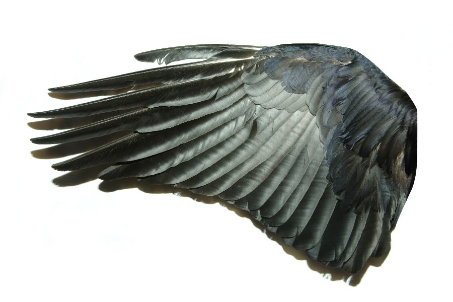 Wings in Spanish English to Spanish Translation