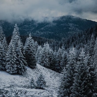pine