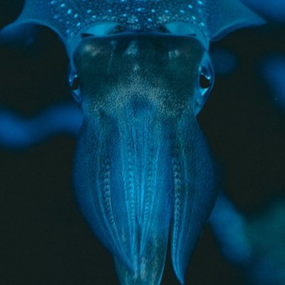 squid