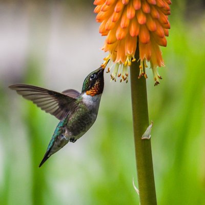 el colibrí