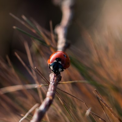 twig