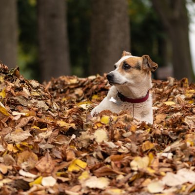 pile of leaves