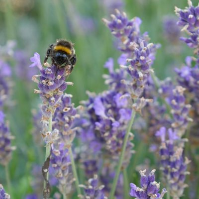 bumblebee