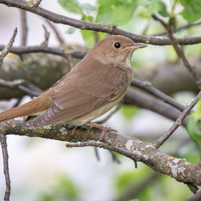 nightingale