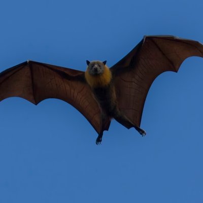 bat