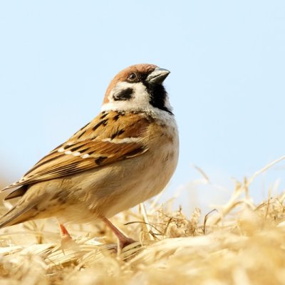sparrow