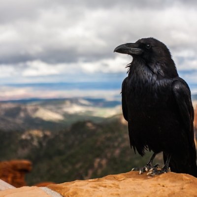 raven