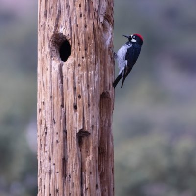 el pájaro carpintero