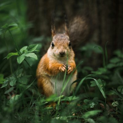 squirrel