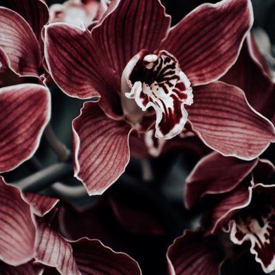 orchid