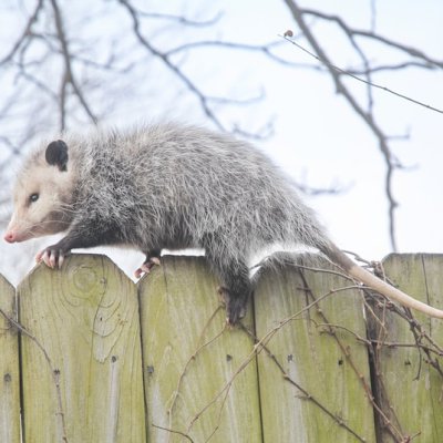 opossum