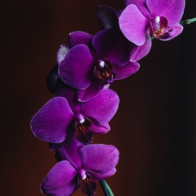 la orquídea