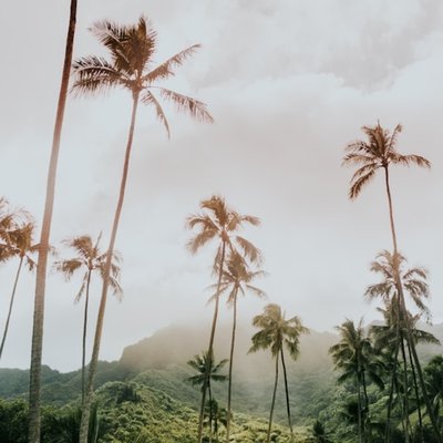 tropical