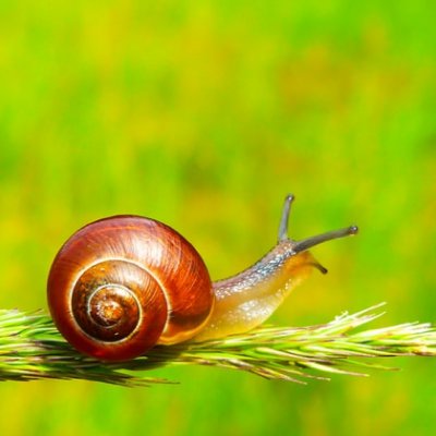 snail