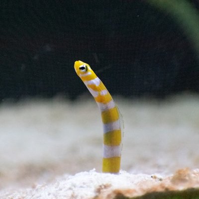la anguila