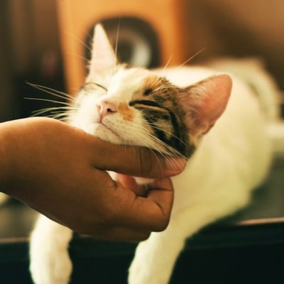 to purr