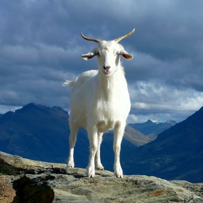 goat