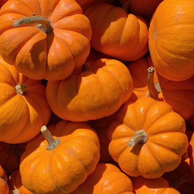 pumpkin