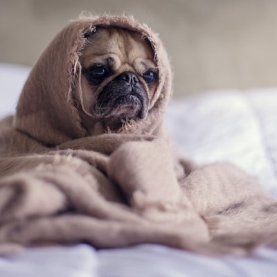 sensitive to the cold