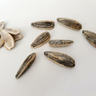 seed
