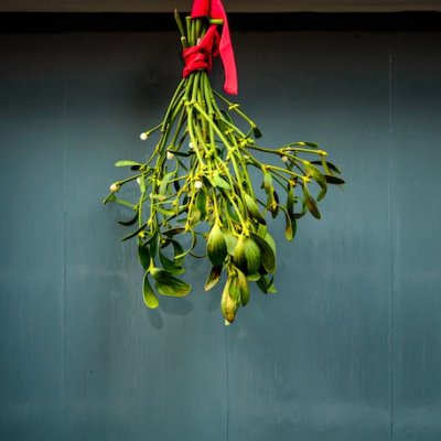 mistletoe