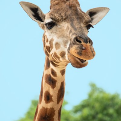 giraffe