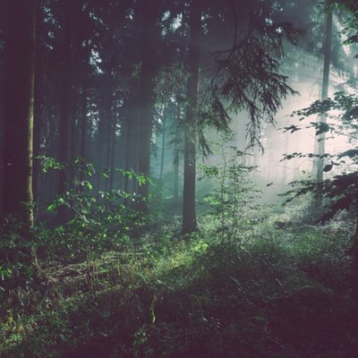 forest
