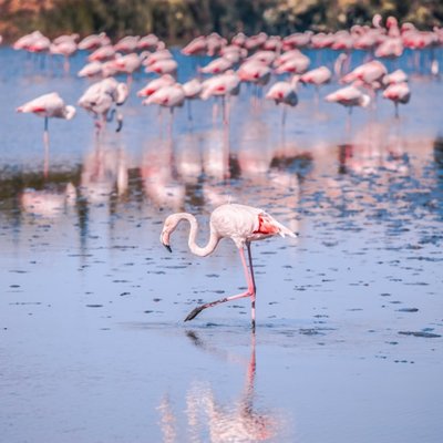 flamingo