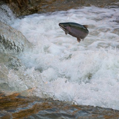 trout