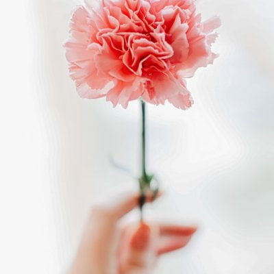 carnation