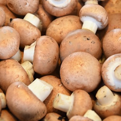 le champignon