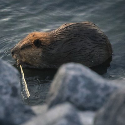beaver