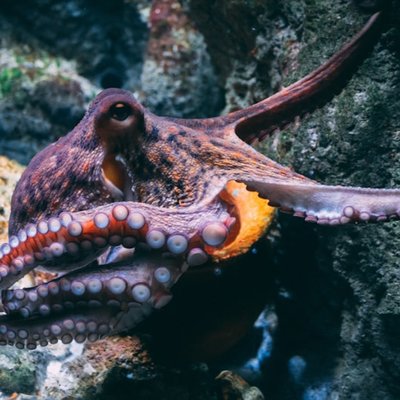 el pulpo