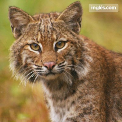 el lince rojo