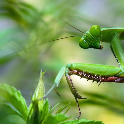 la mantis religiosa