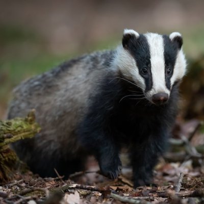 badger