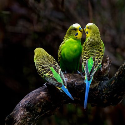 el perico
