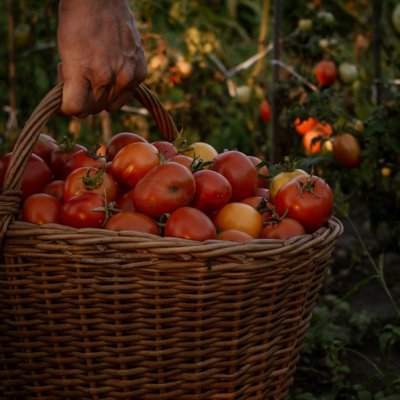 harvest